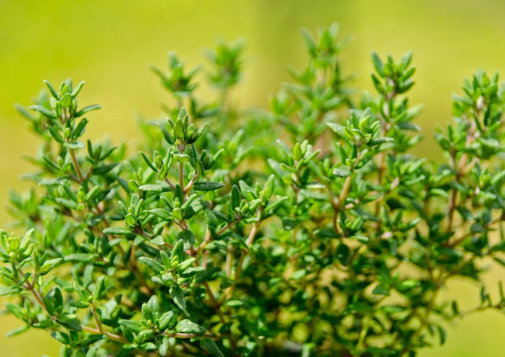 Le thym, cette plante qui fait du bien en hiver